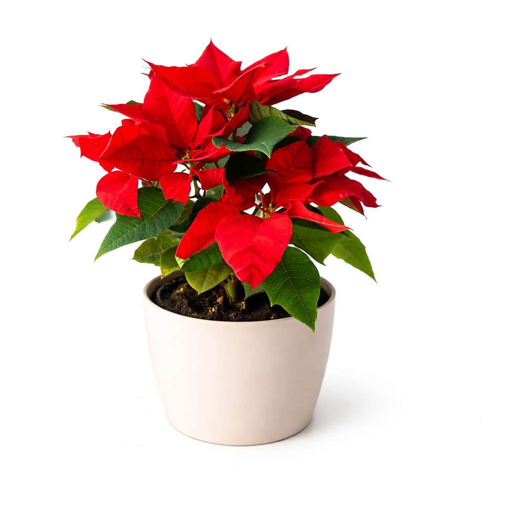 Christmas Plant 2